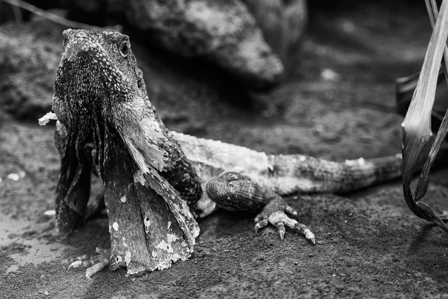 photo "Chlamydosaurus kingii" tags: nature, black&white, 