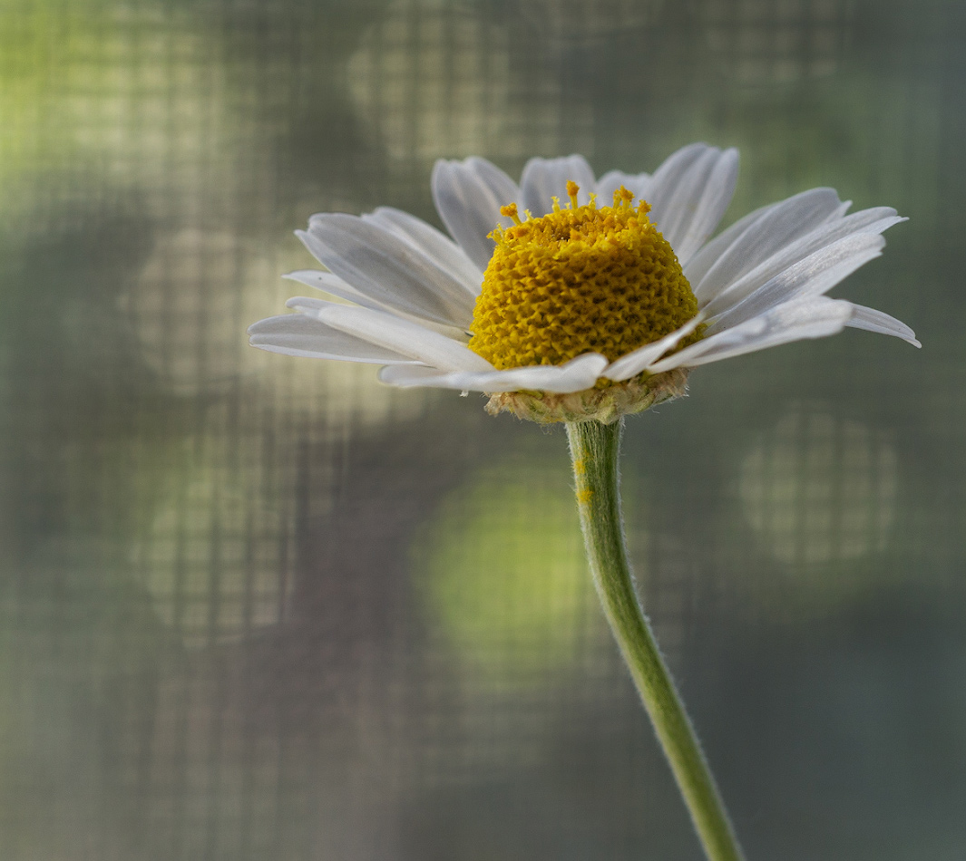 photo "***" tags: macro and close-up, 