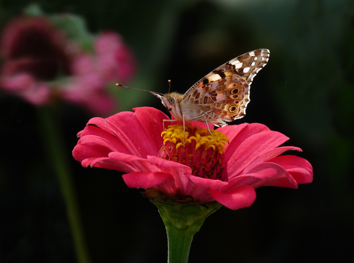 photo "***" tags: macro and close-up, nature, insect