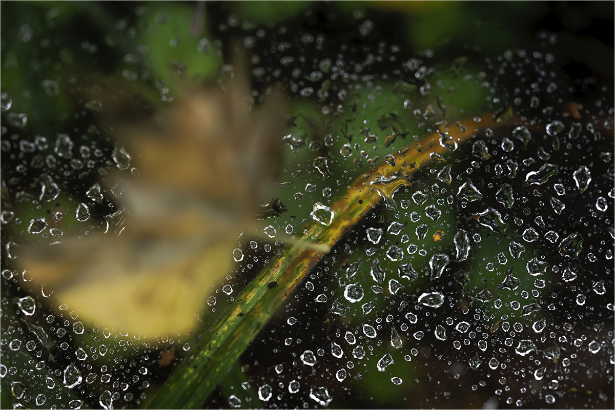 photo "***" tags: macro and close-up, autumn, rain, water, капли, паутина