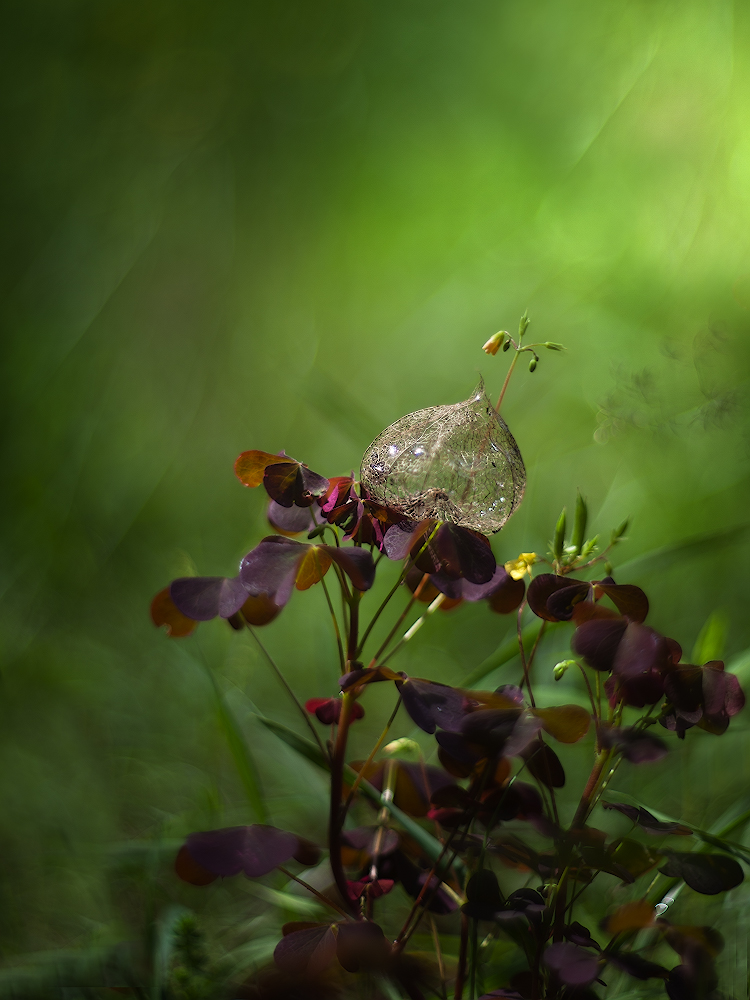 photo "***" tags: macro and close-up, 