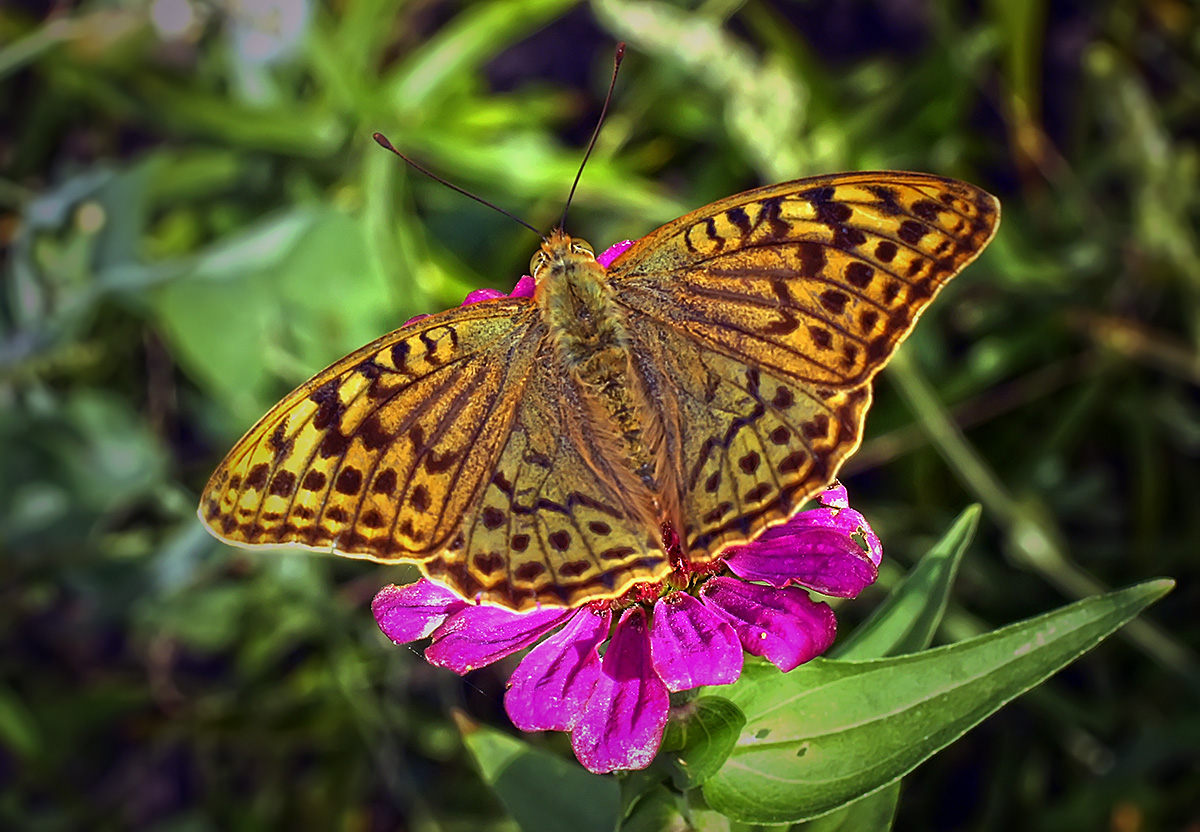 photo "***" tags: macro and close-up, nature, butterfly