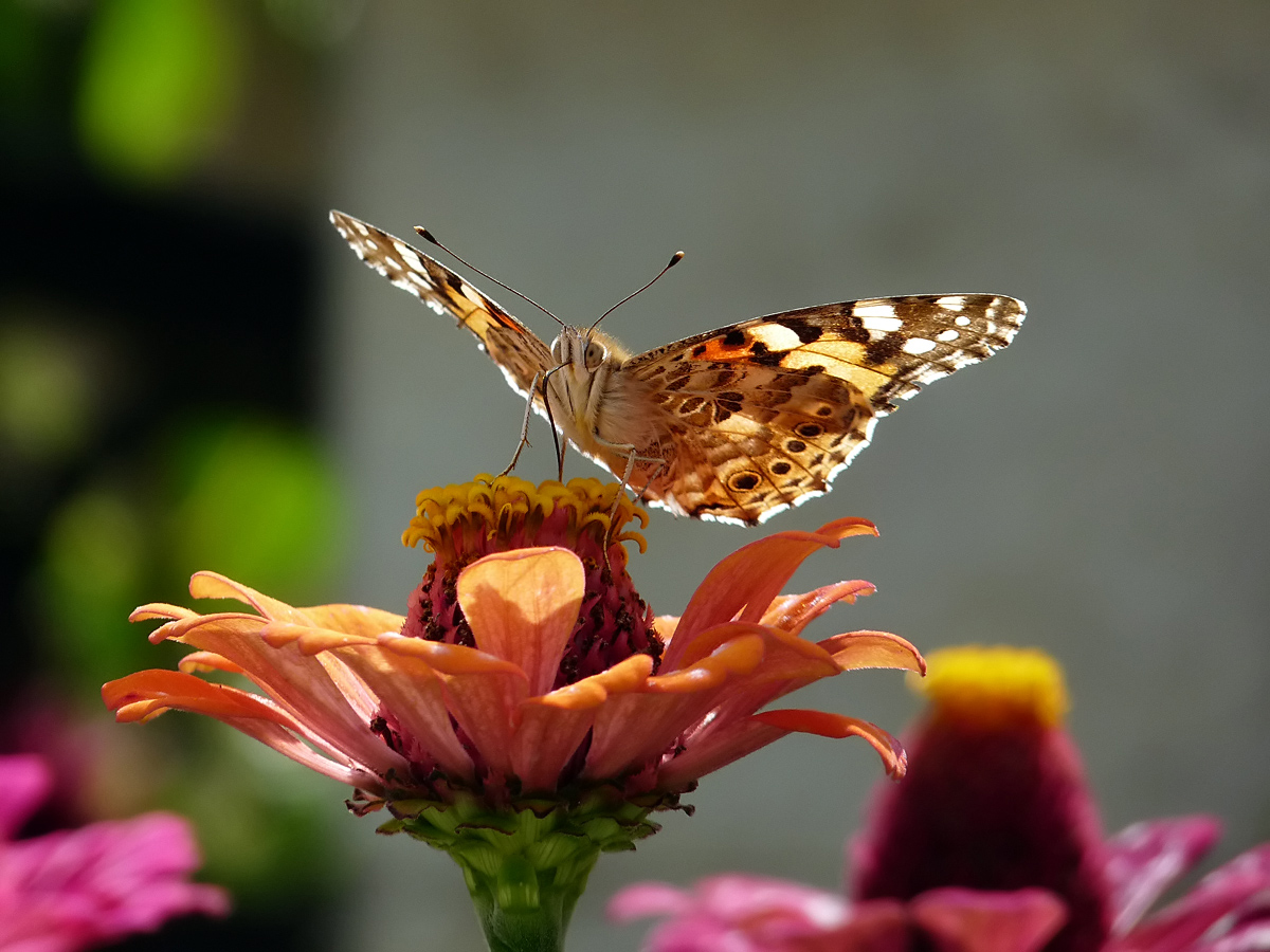 photo "***" tags: macro and close-up, insect