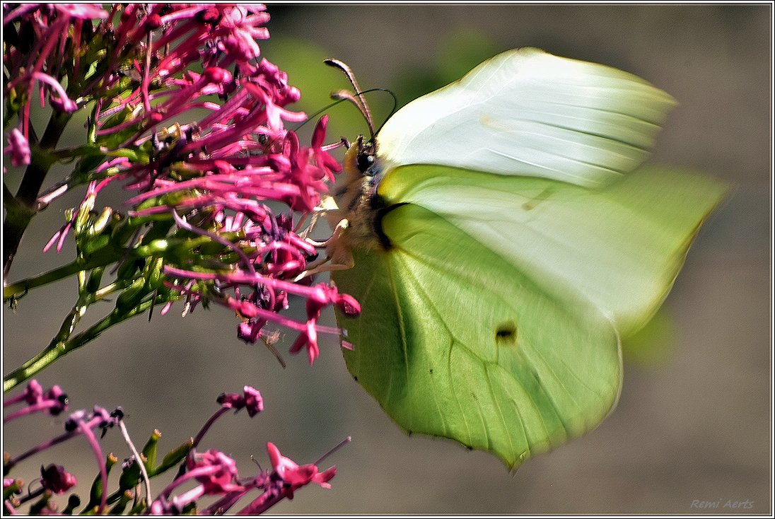 photo "***" tags: nature, macro and close-up, 