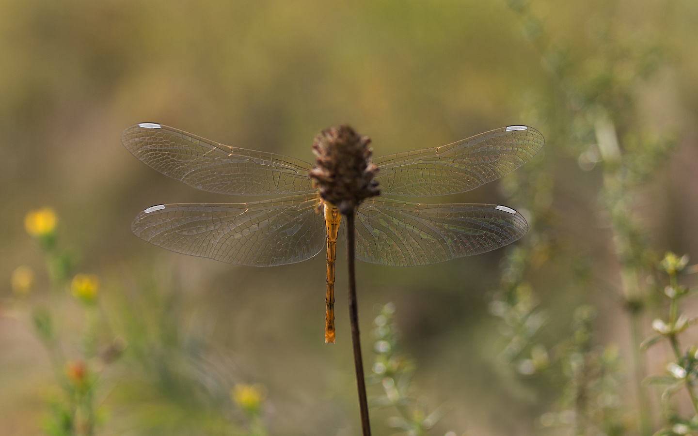 photo "***" tags: macro and close-up, 