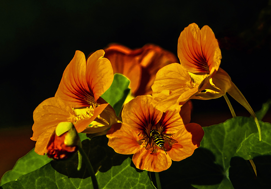 photo "The last one this summer ..." tags: macro and close-up, 