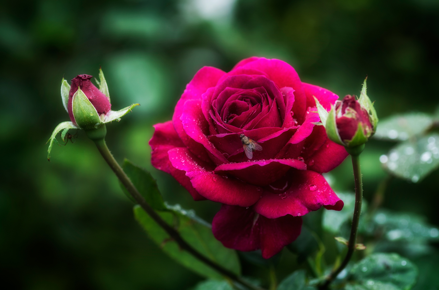 photo "***" tags: nature, macro and close-up, 