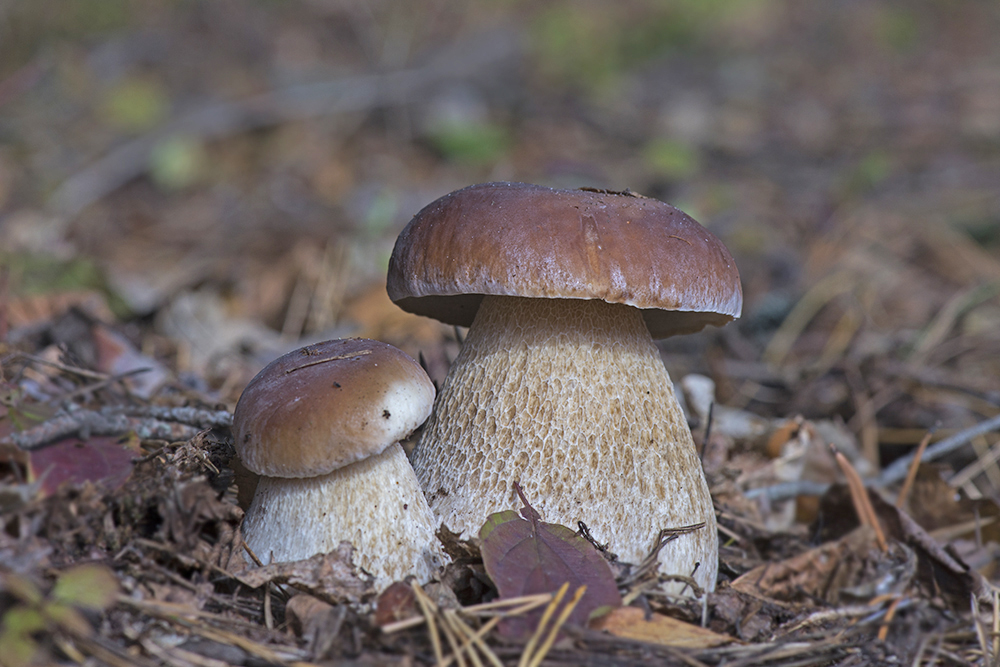фото "В брянских лесах снова БЕЛЫЕ" метки: макро и крупный план, грибы