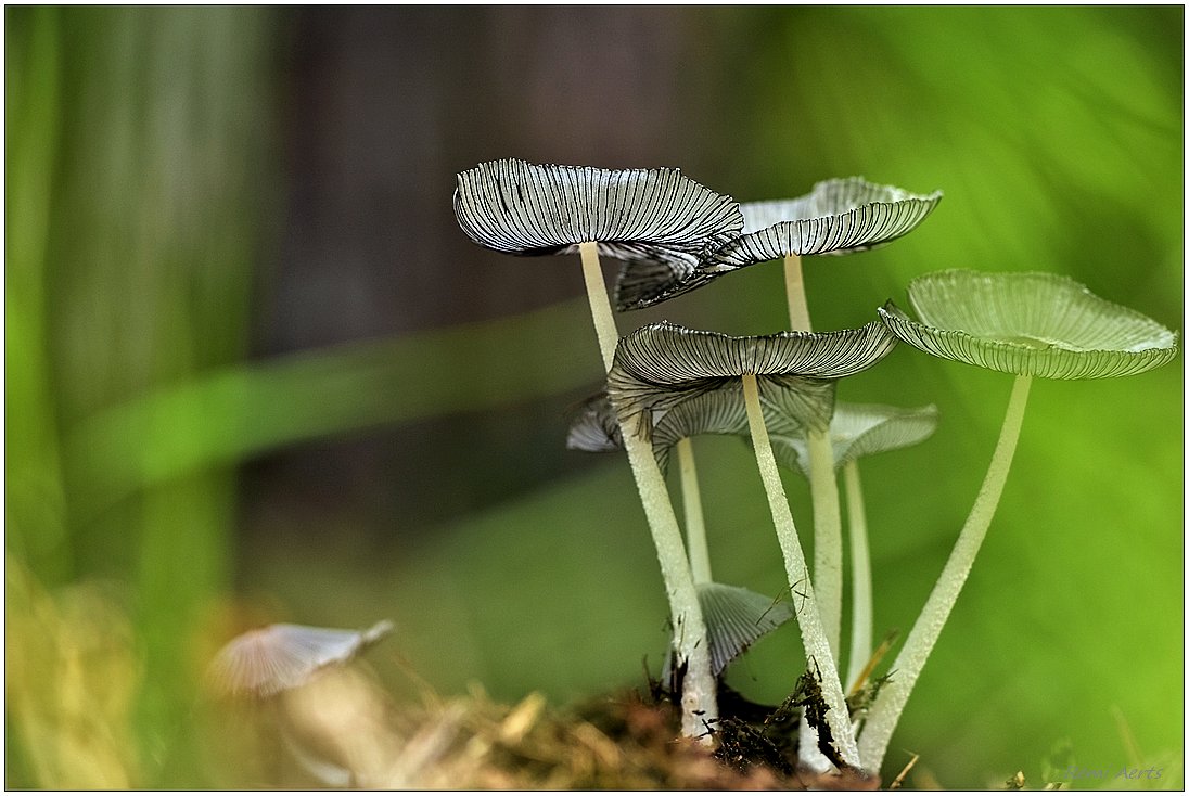 photo "***" tags: nature, macro and close-up, 