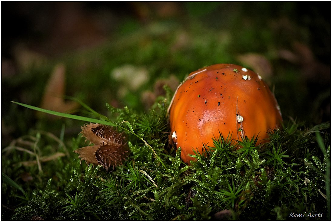 photo "***" tags: nature, macro and close-up, 