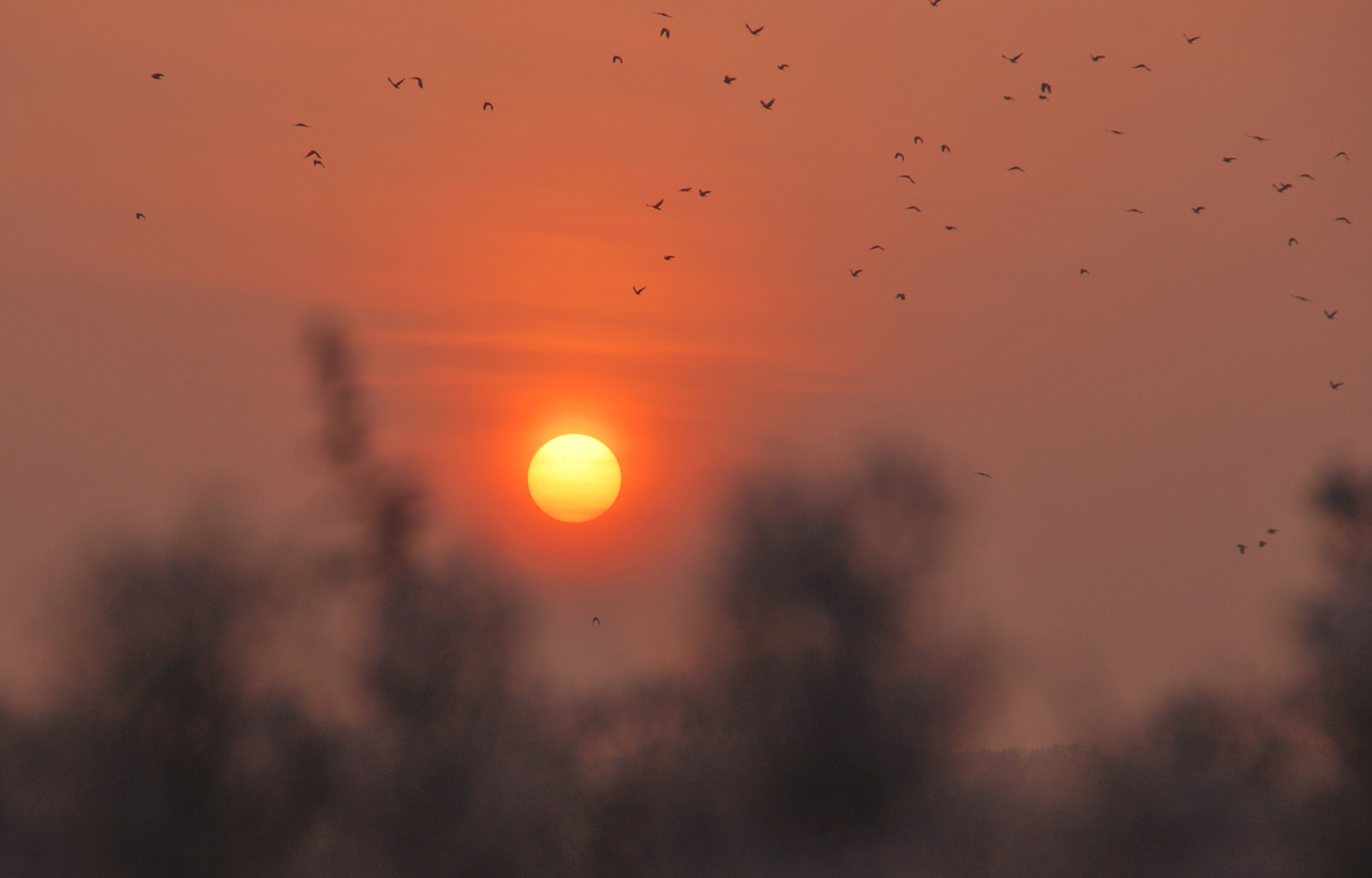 photo "***" tags: nature, morning, sun, sunrise, птицы