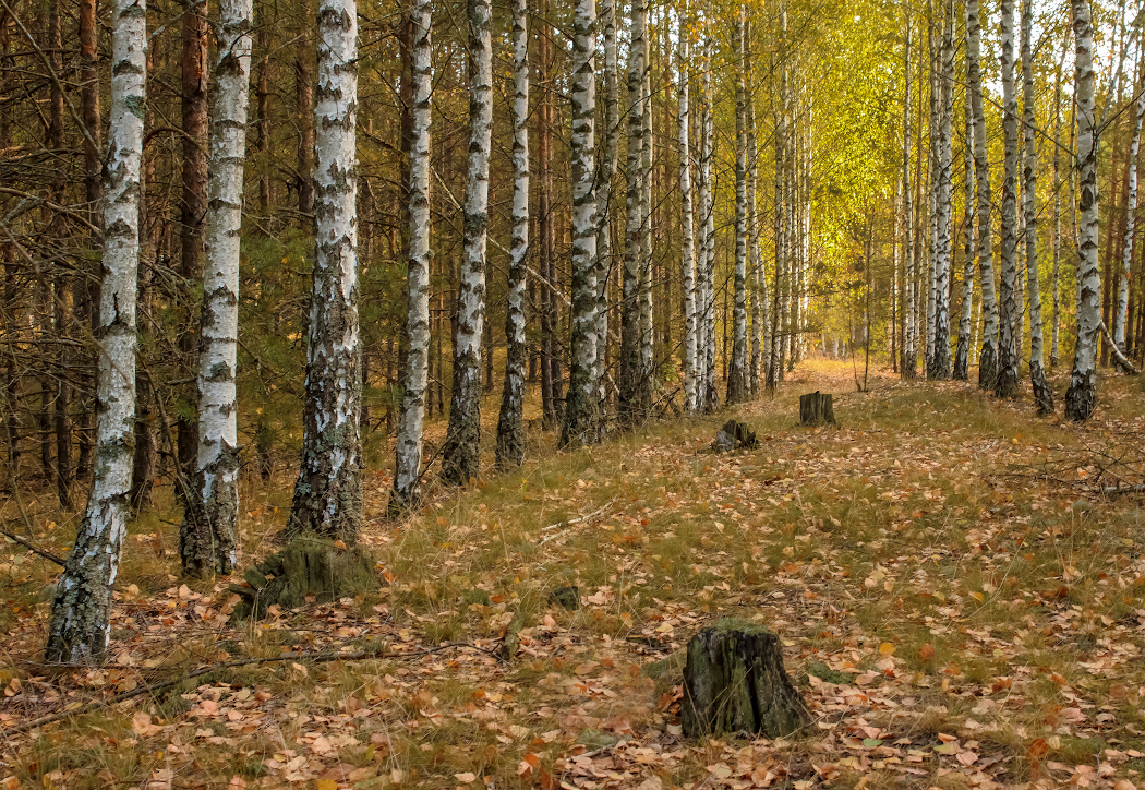 фото "Осенний лес" метки: пейзаж, 