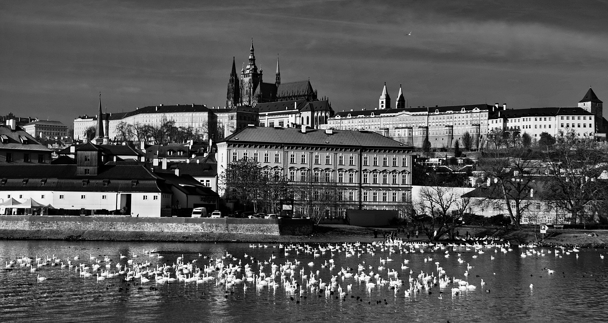 photo "Пражский Град и лебеди" tags: black&white, Prag, Prague, Praha