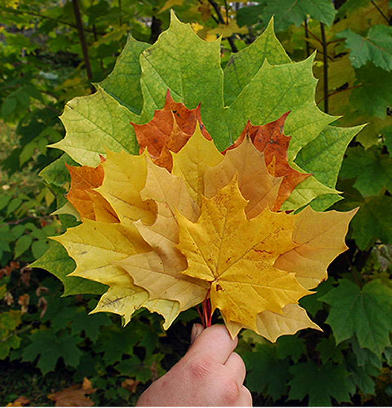 фото "Кленовые листья" метки: природа, макро и крупный план, 