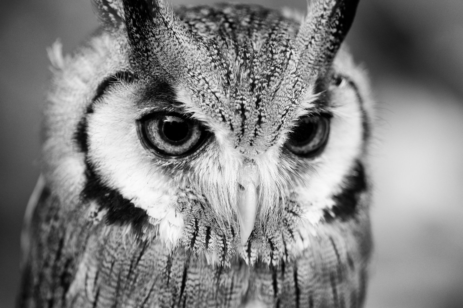 photo "Southern white-faced owl" tags: nature, black&white, Africa, wild animals
