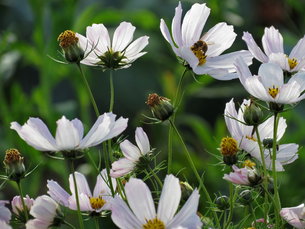 photo "***" tags: macro and close-up, nature, 