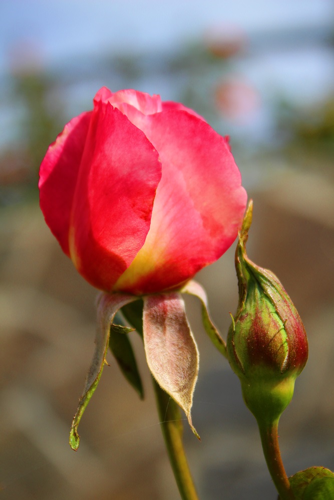 photo "***" tags: nature, macro and close-up, 