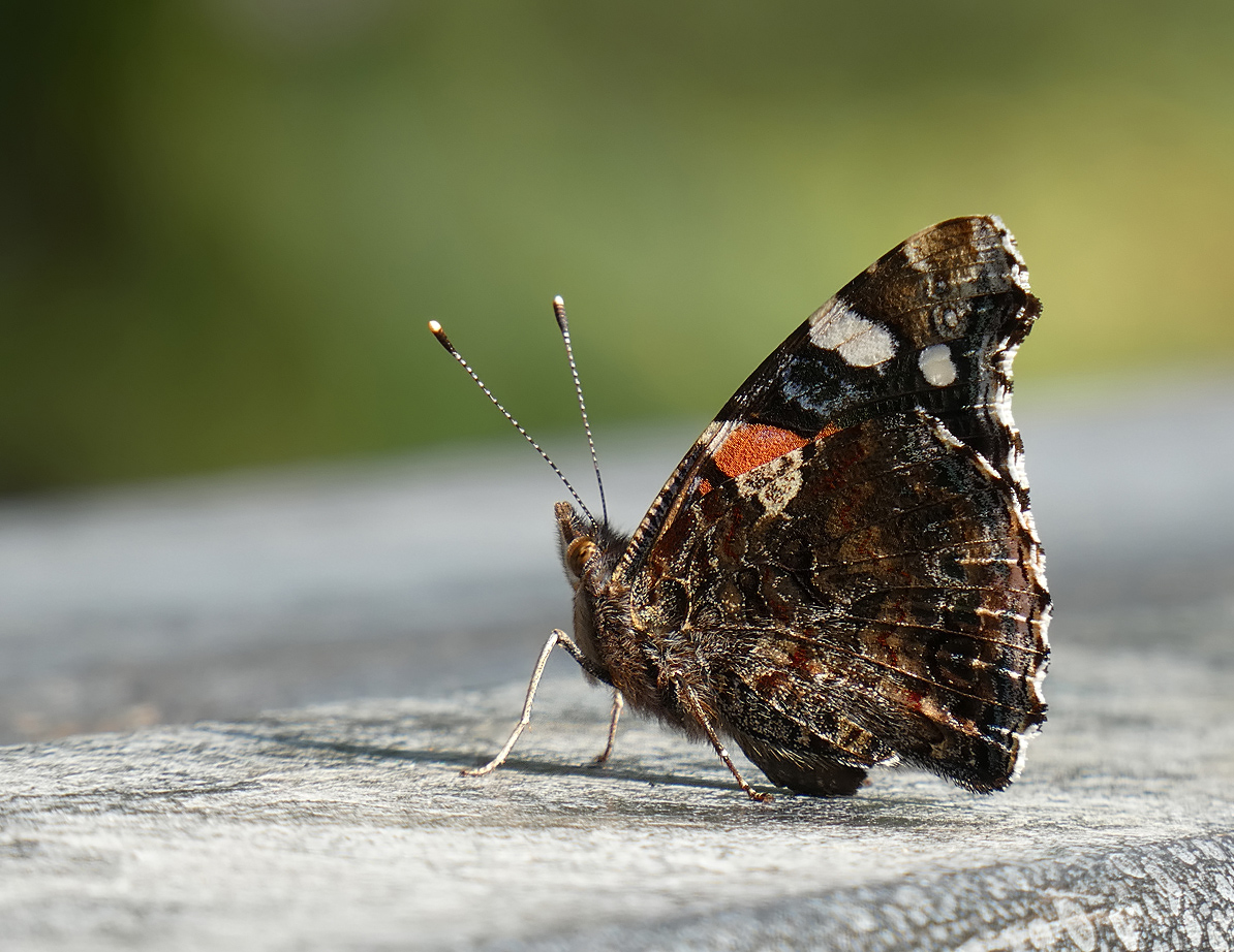 фото "Vanessa atalanta" метки: макро и крупный план, насекомое