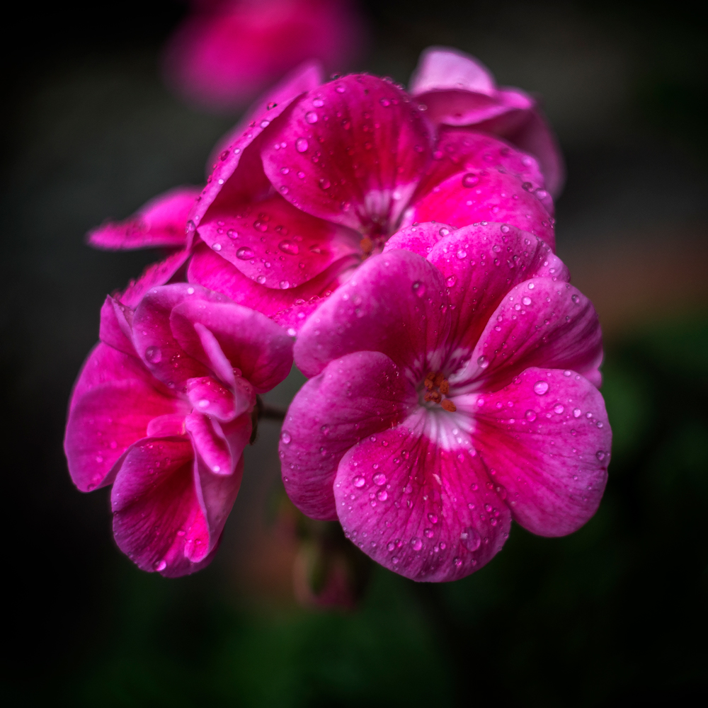 photo "***" tags: macro and close-up, nature, 