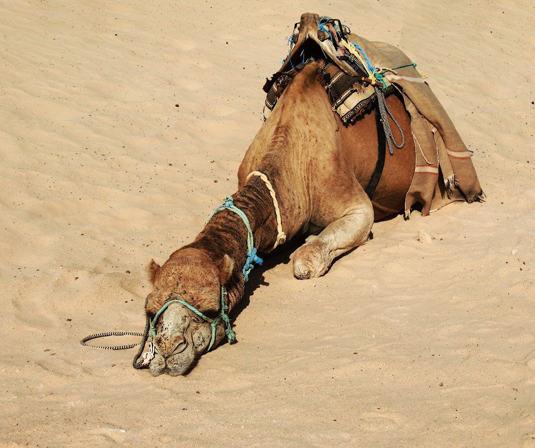 photo "Tired ..." tags: travel, desert, верблюд