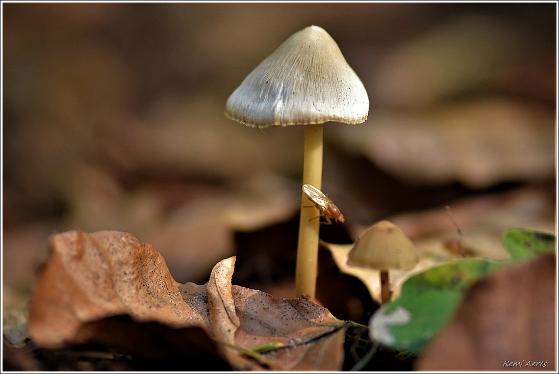 photo "***" tags: nature, macro and close-up, 