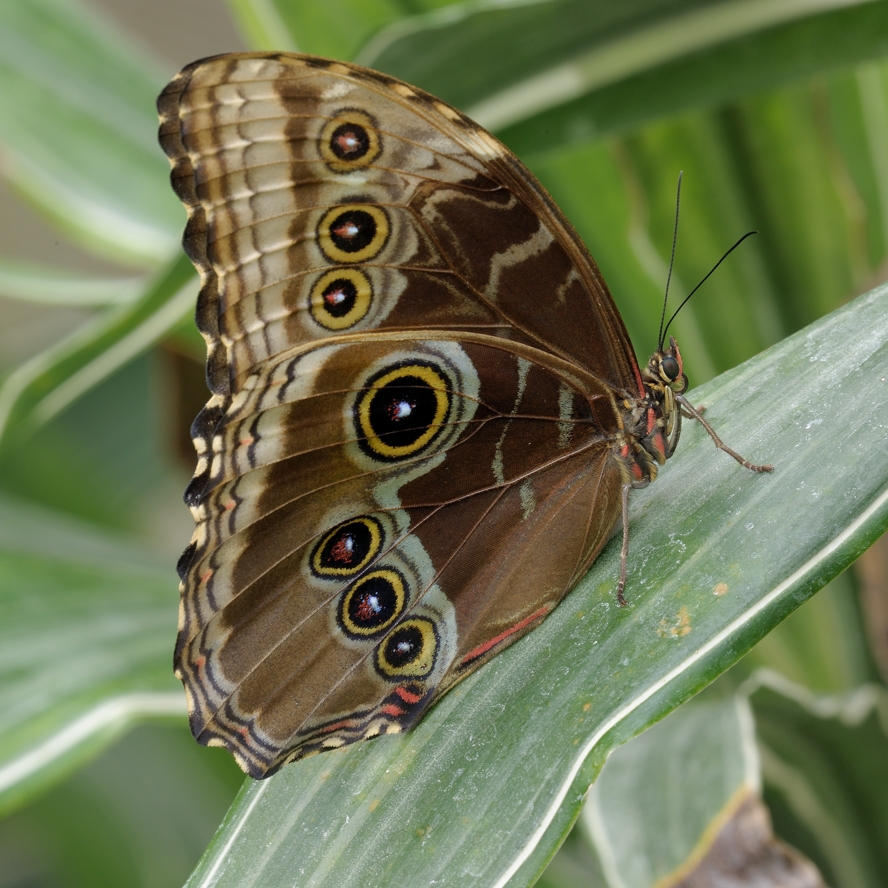 photo "***" tags: macro and close-up, 