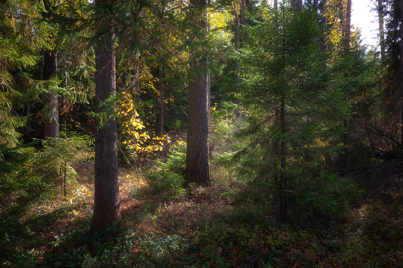 photo "***" tags: landscape, autumn, forest