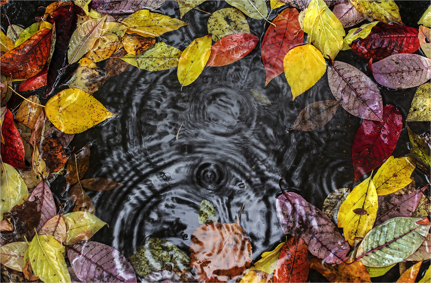photo "***" tags: macro and close-up, autumn, rain, круги на воде, лужа, осенние листья
