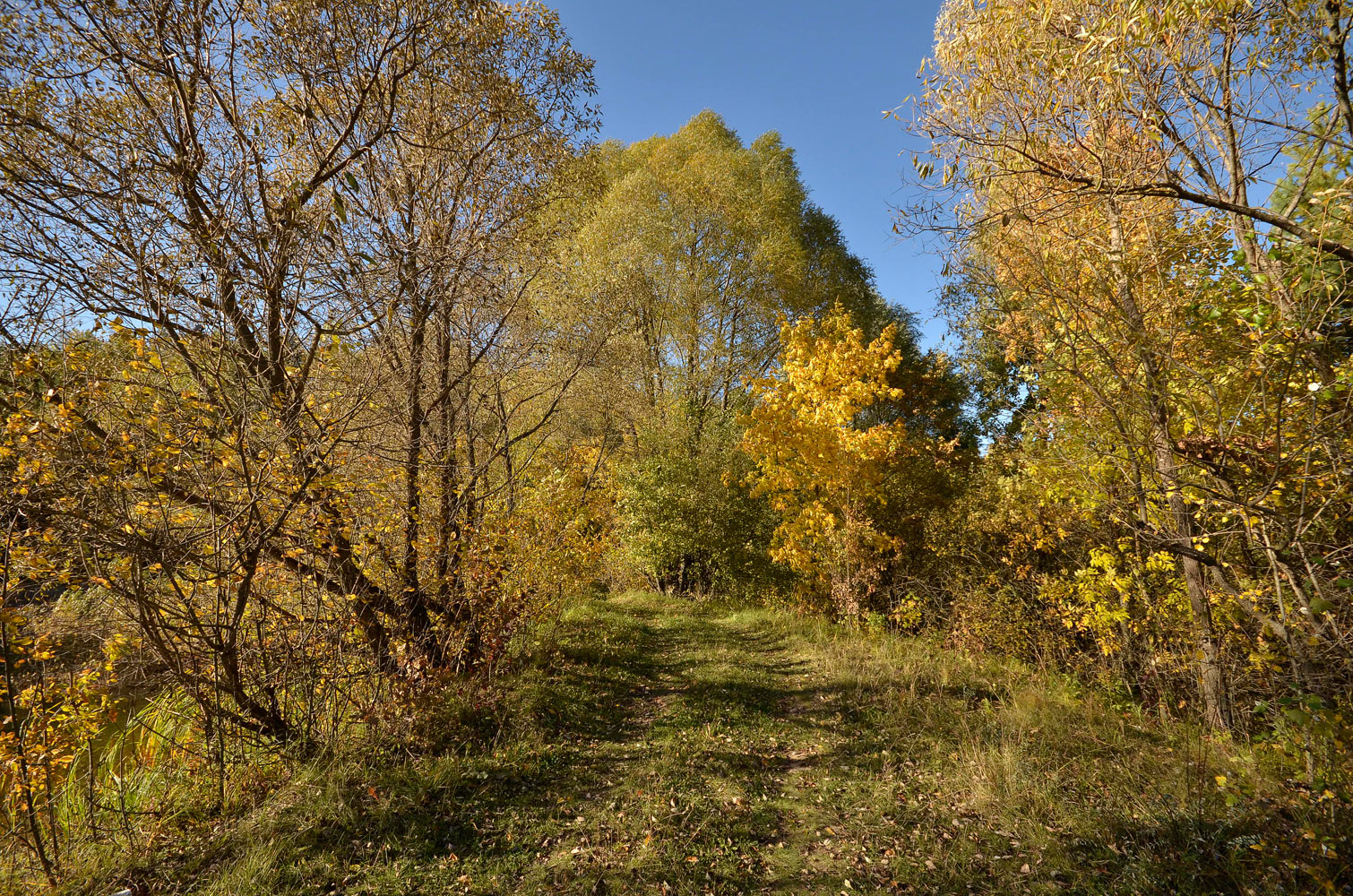 фото "Дорога в осень." метки: пейзаж, 