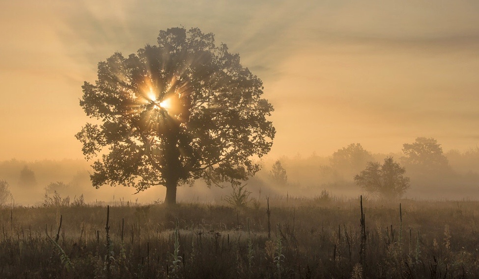 photo "***" tags: landscape, autumn, fog, morning, октябрь