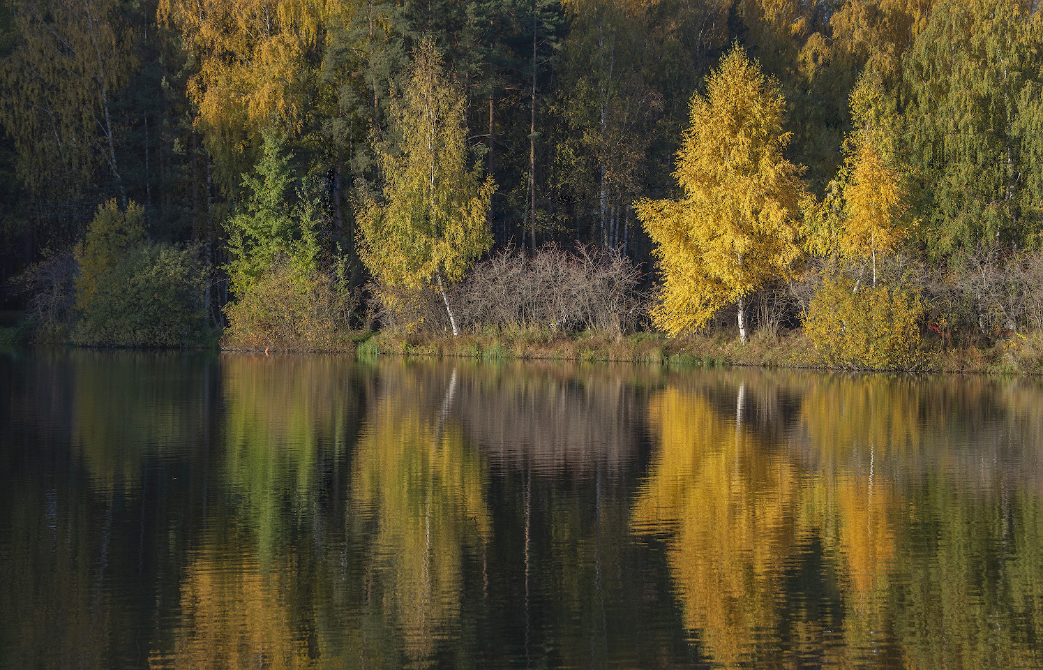 фото "Золотой октябрь" метки: пейзаж, природа, 