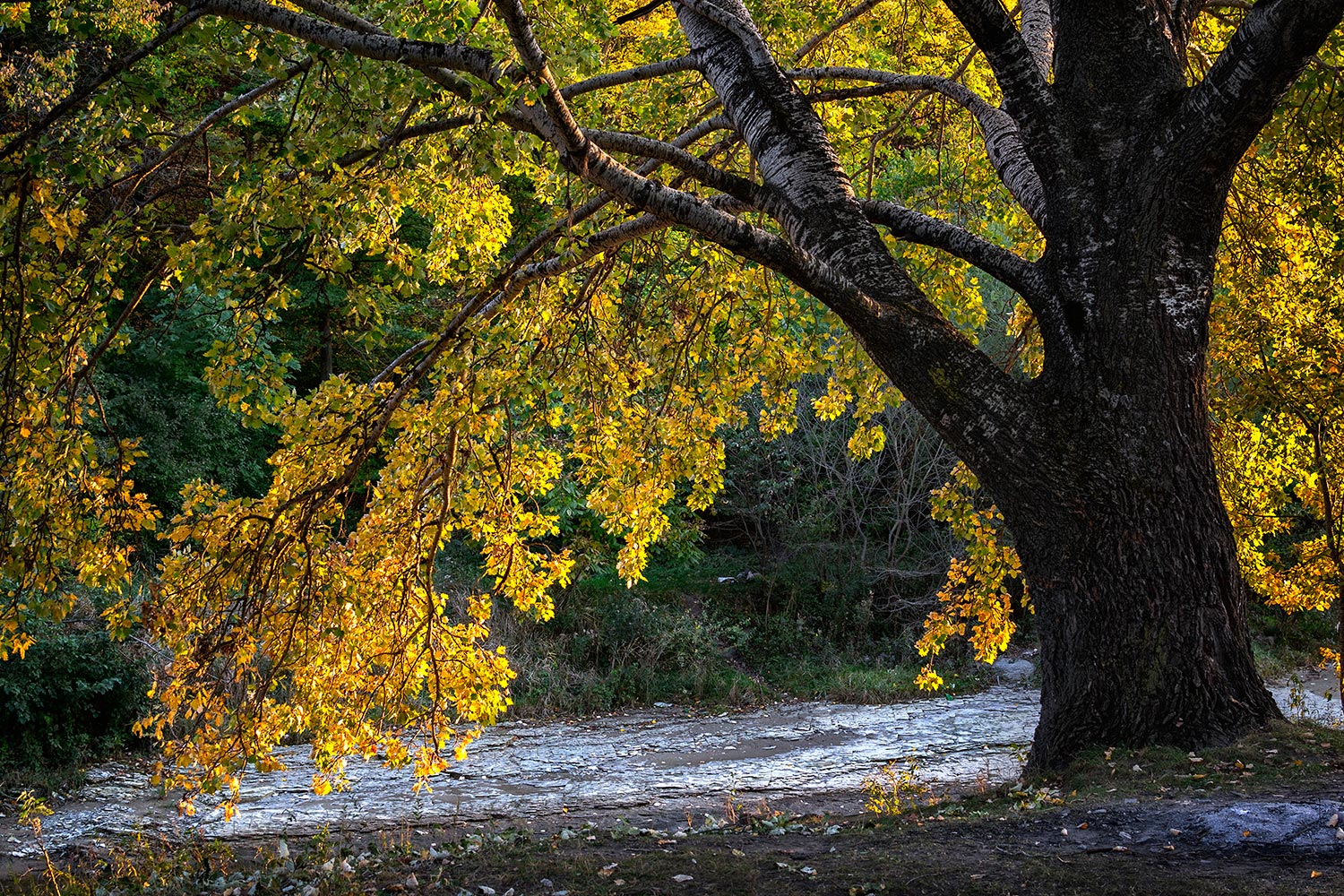 photo "***" tags: nature, 