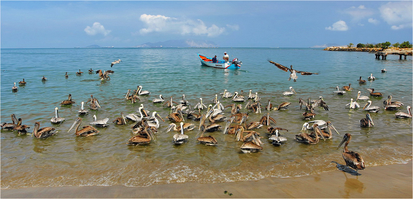 photo "Pelican summer" tags: misc., 