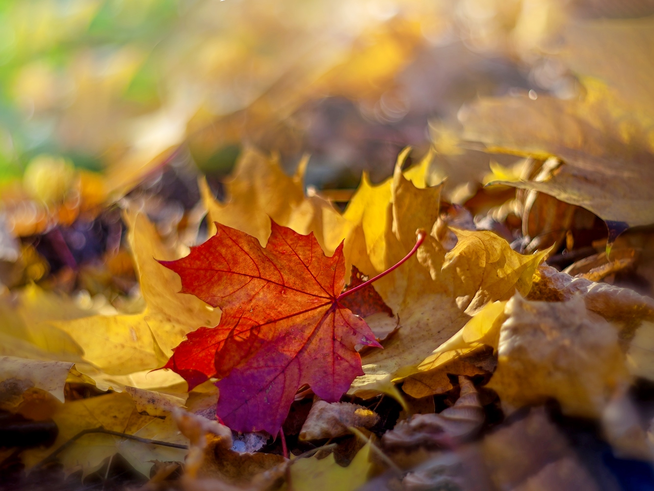 photo "***" tags: macro and close-up, nature, 