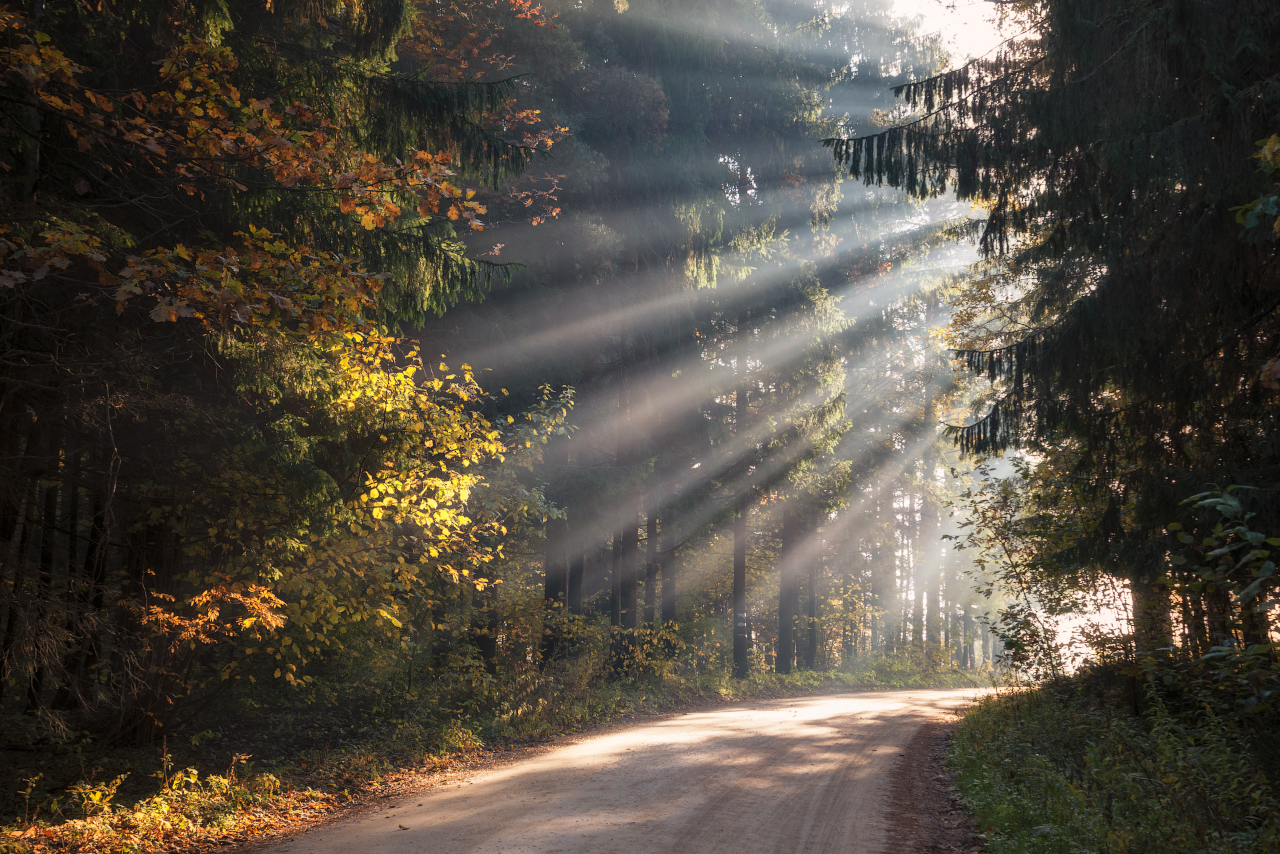 photo "***" tags: , autumn, fog, forest, morning, sky, tree, Беларусь