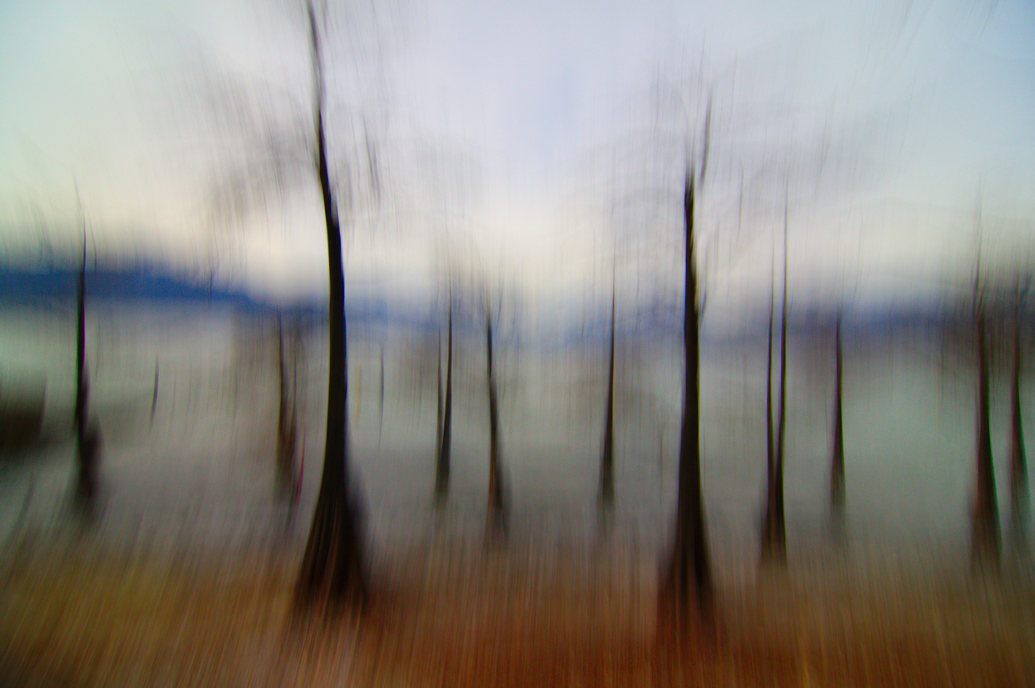 photo "Taxodium distichum grove" tags: landscape, abstract, Italy, Lago Maggiore