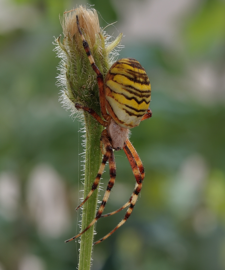 фото "Паук-оса (Argiope bruennichi)" метки: макро и крупный план, 