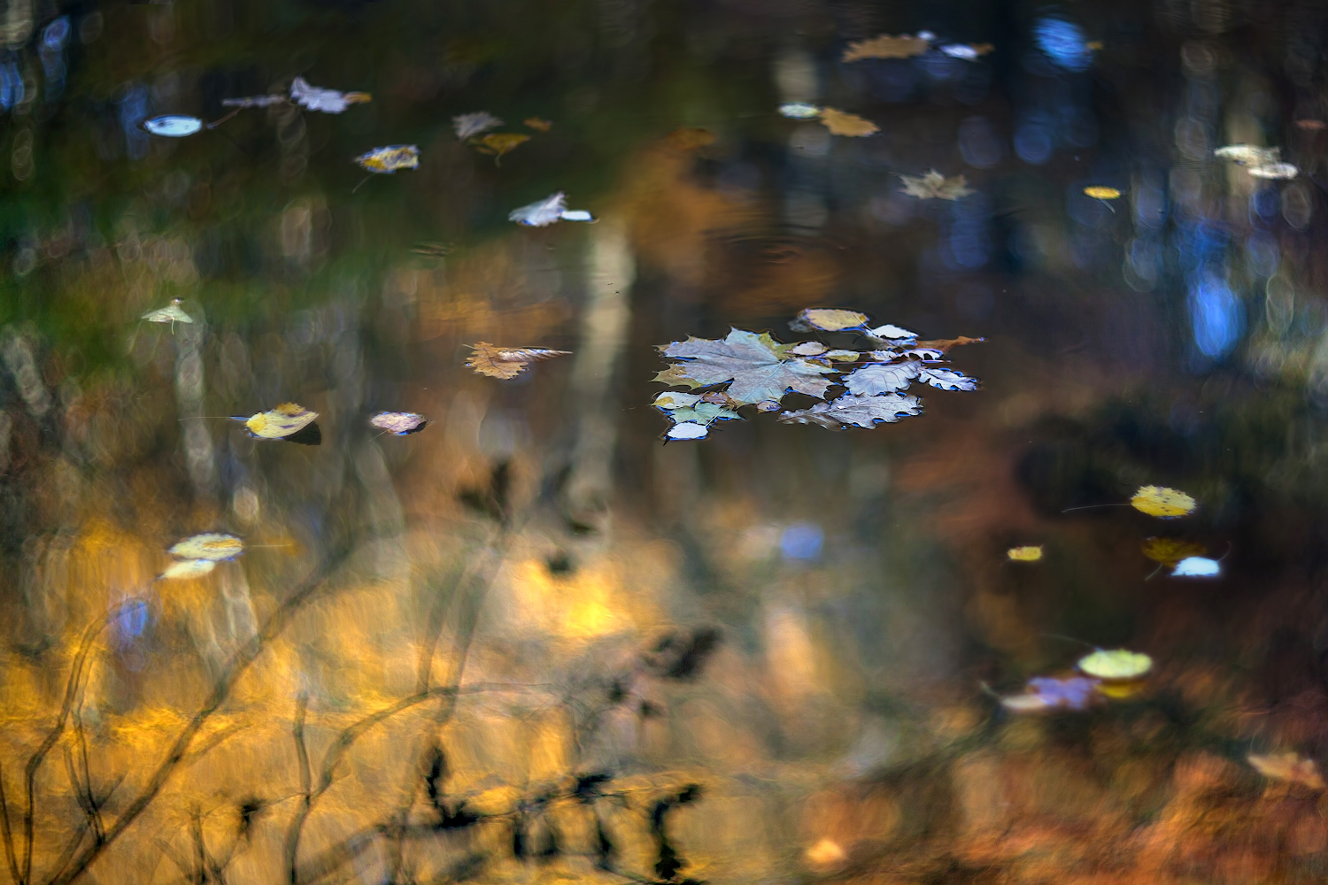 photo "***" tags: nature, macro and close-up, 