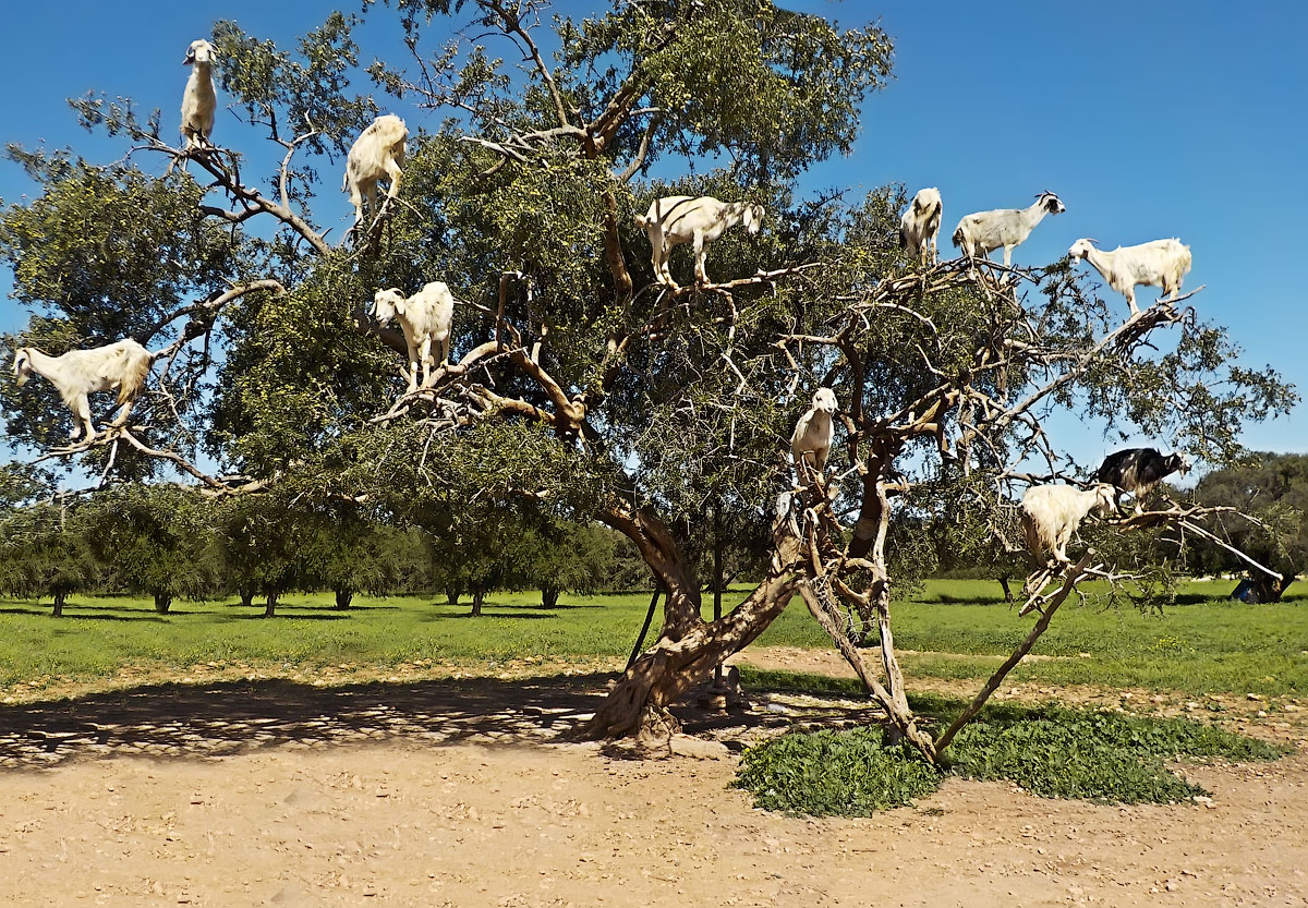 photo "Goat tree" tags: travel, козлиное дерево