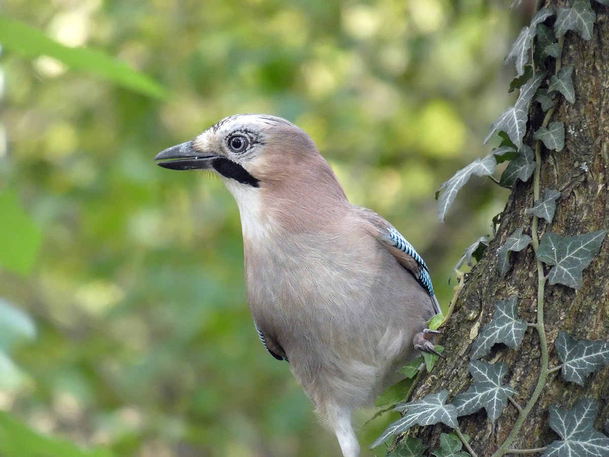 photo "***" tags: macro and close-up, wild animals