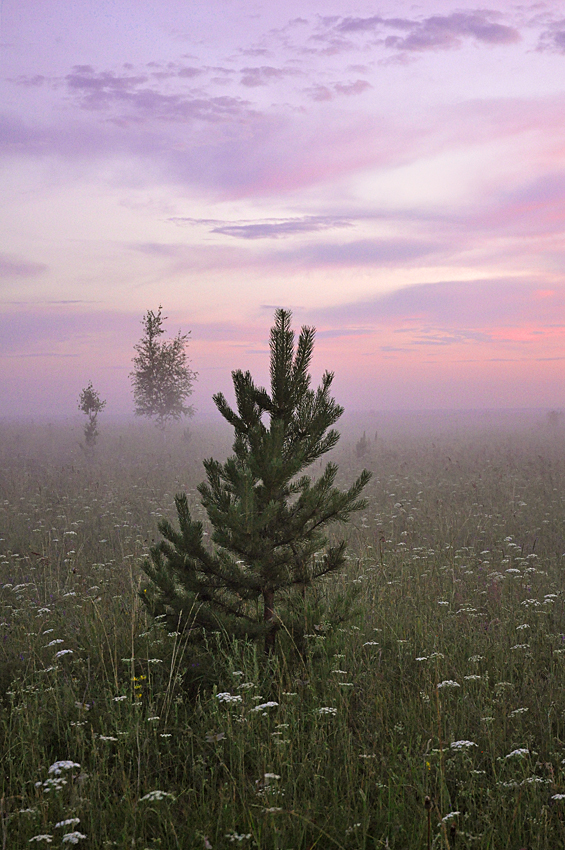 photo "***" tags: landscape, nature, summer