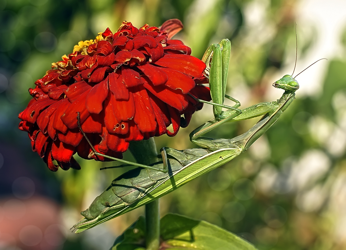 photo "***" tags: macro and close-up, богомол