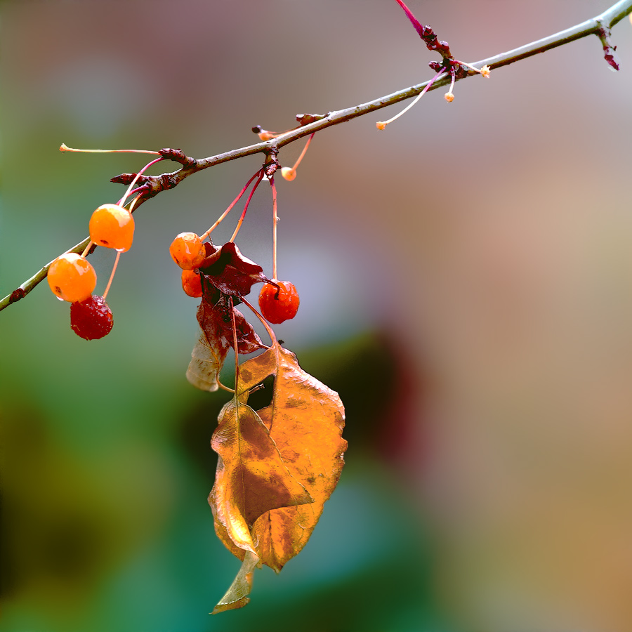 photo "Autumn leaf" tags: nature, macro and close-up, autumn, leaf