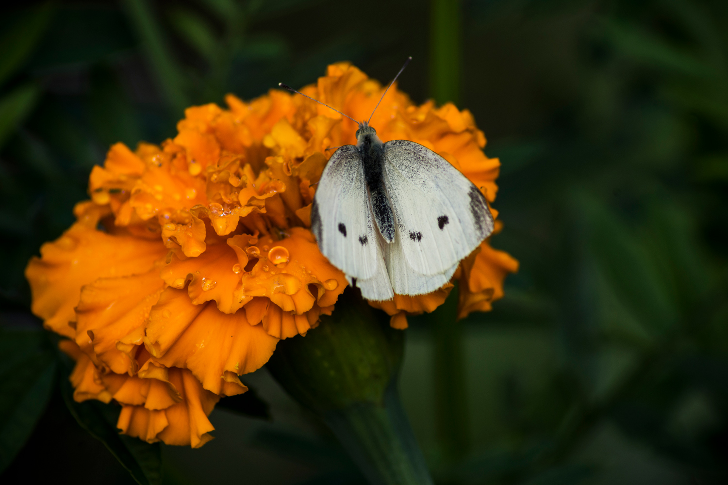 photo "***" tags: nature, macro and close-up, 