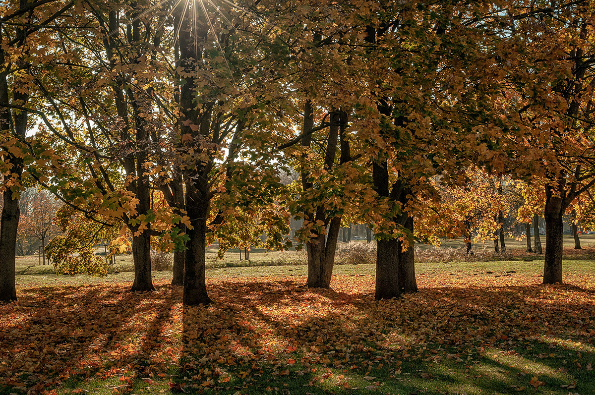 photo "***" tags: nature, autumn, деревья