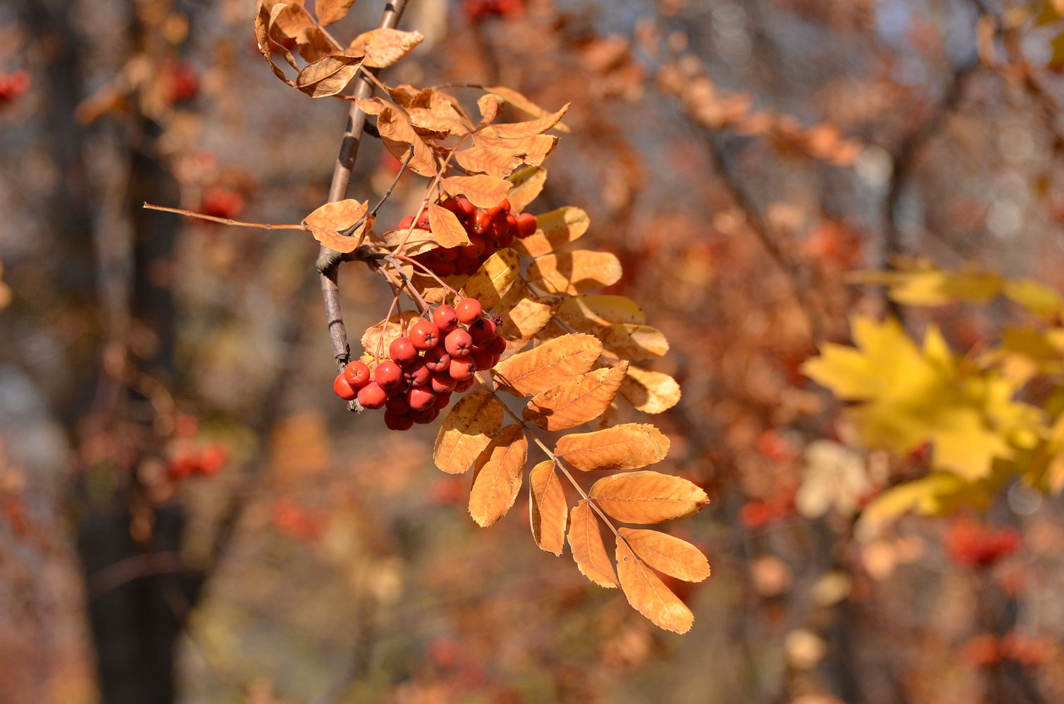 фото "Осень золотая..." метки: природа, осень, рябина