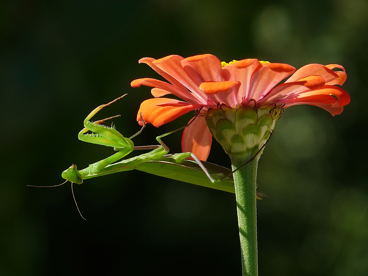 photo "***" tags: macro and close-up, insect