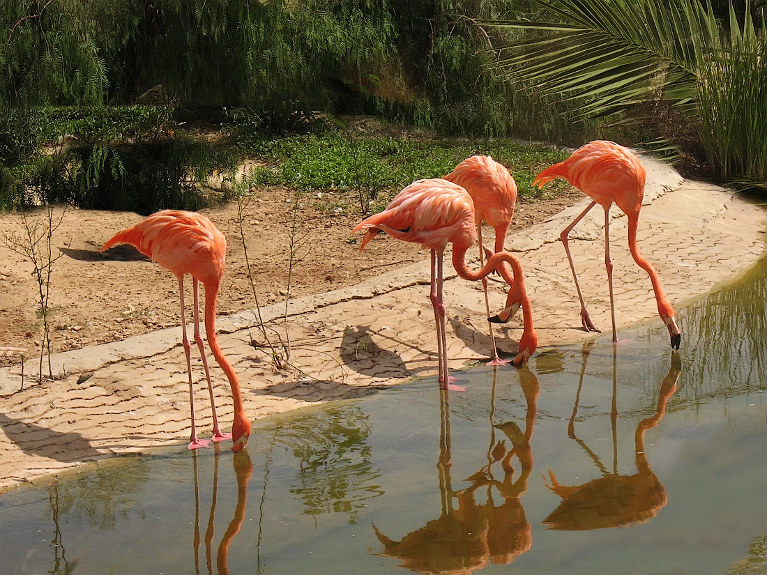 photo "Pink flamingo" tags: travel, розовые фламинго