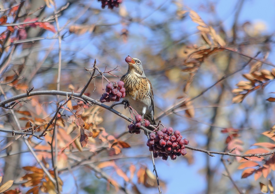 photo "***" tags: nature, 