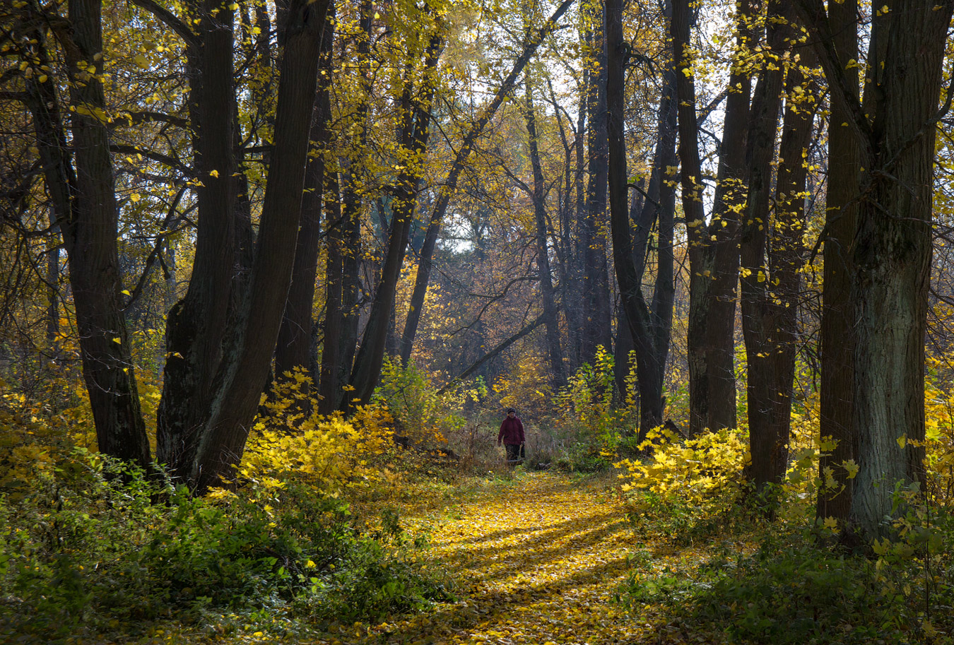 фото "Старая аллея" метки: пейзаж, волхонка, осень, парк